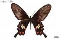 藏品(紅珠鳳蝶)的圖片